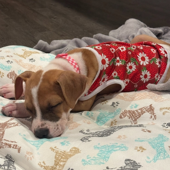 Comment here if you'd like to be tagged for future shows =) - Picture 2 of 3